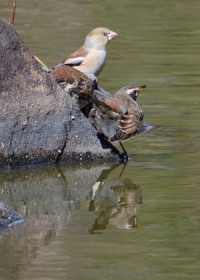 ẑߒr̐ӂɏW܂VƃcO~